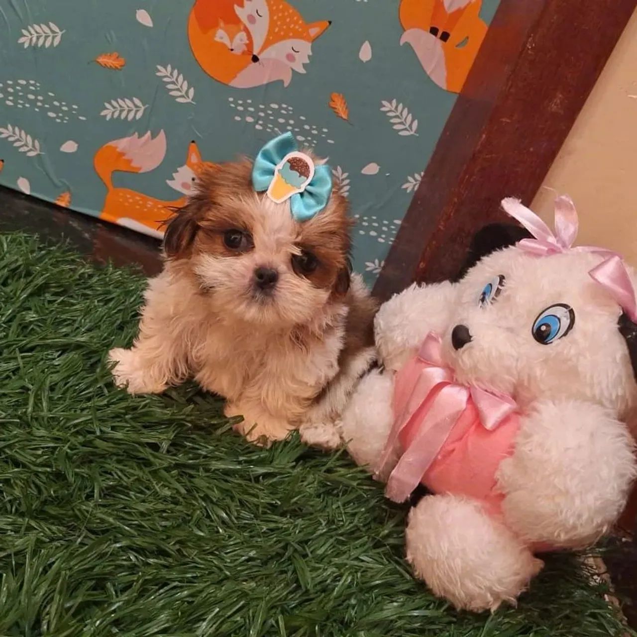 Shitzu (pagamento somente na entrega )