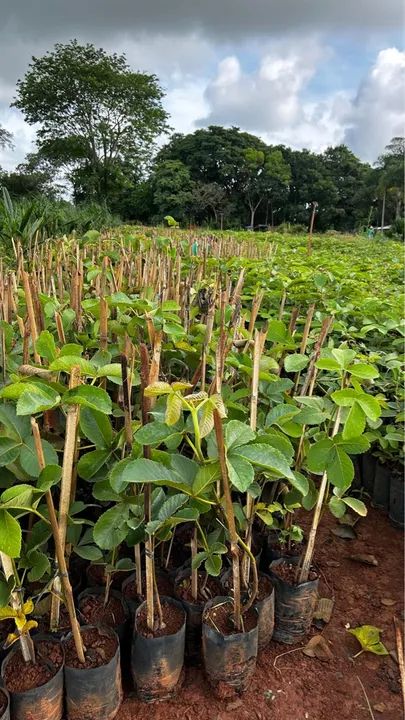Mudas de pequi goiano e mineiro  - Foto 2