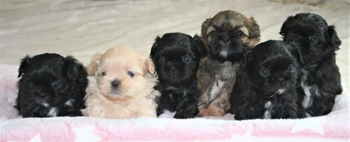 Peludinhos adoráveis: conheça nossos filhotes de Shih Tzu!