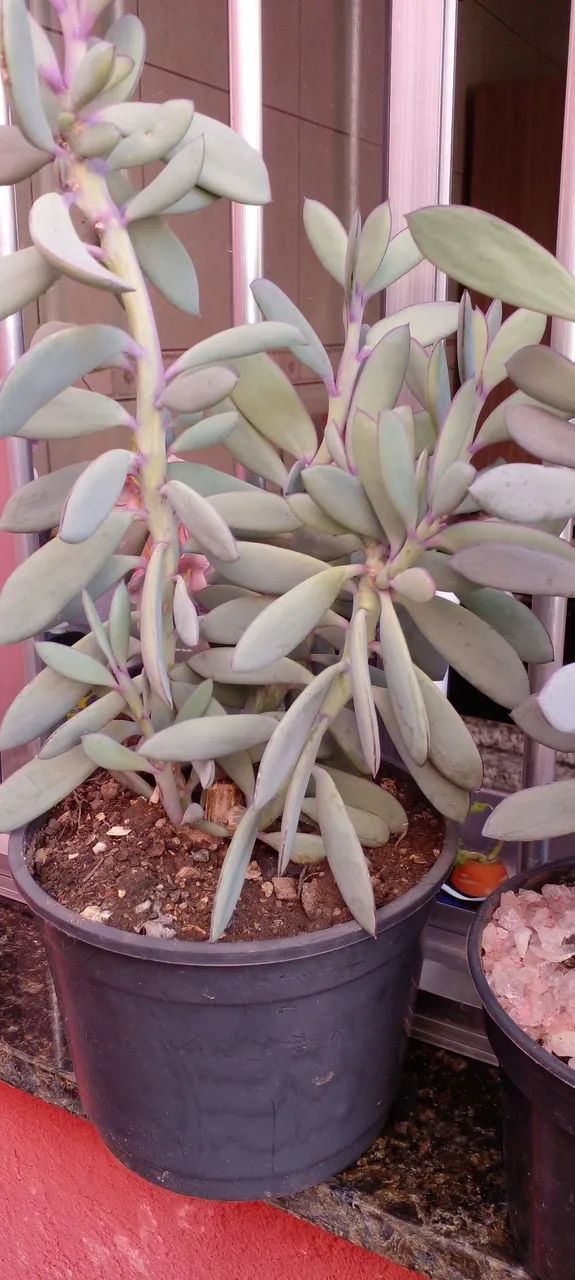 Cactos e Suculentas - Foto 2