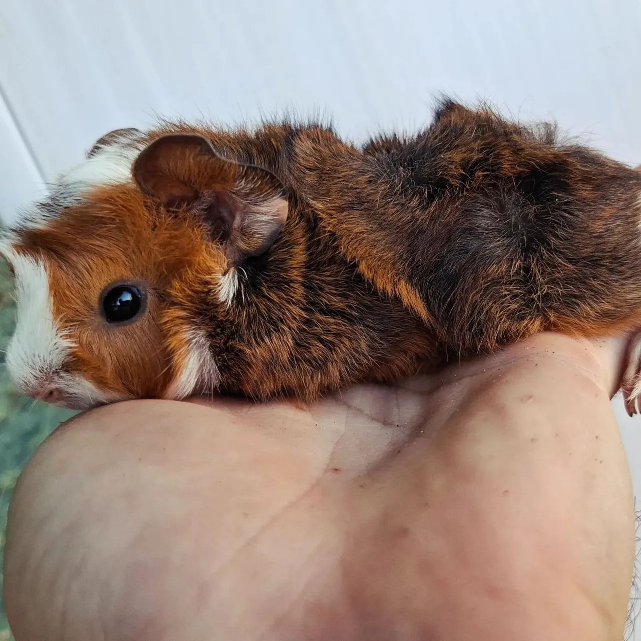 Filhotes de porquinho da india  - Foto 4