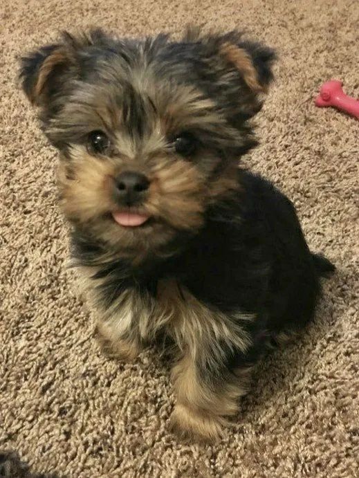 Filhote de Yorkshire Terrier: qualquer idade 