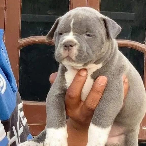 Bulldog Francês Filhote Exótico 