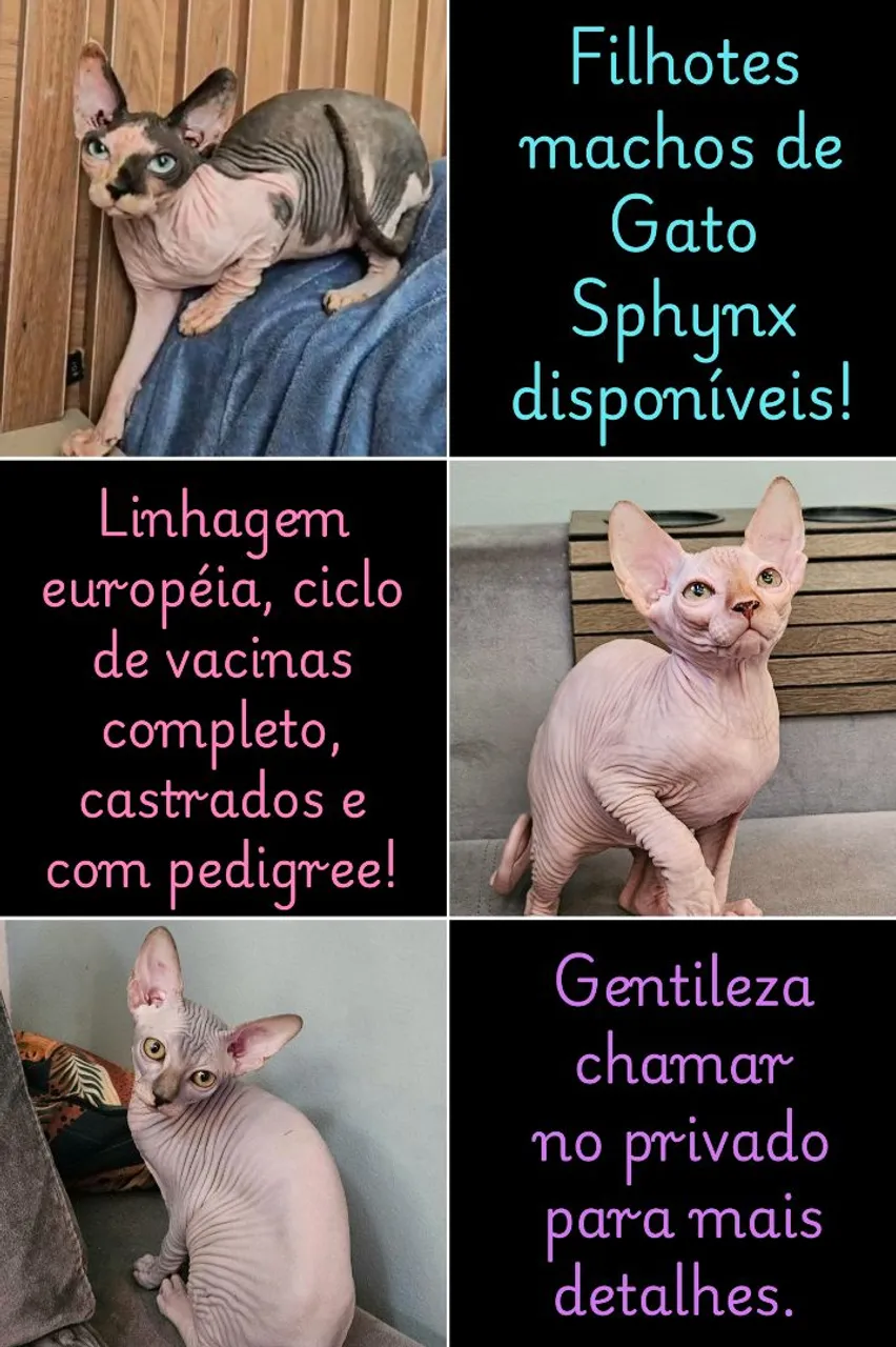 Filhotes Machos de Gato Sphynx Disponíveis!