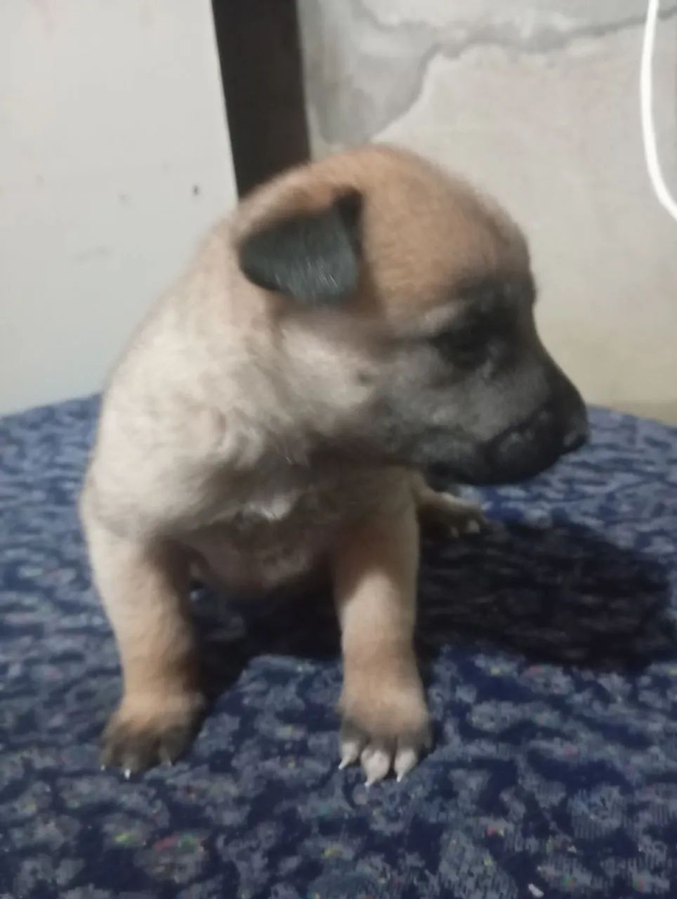 Pastor malinoa filhotes top - Foto 3