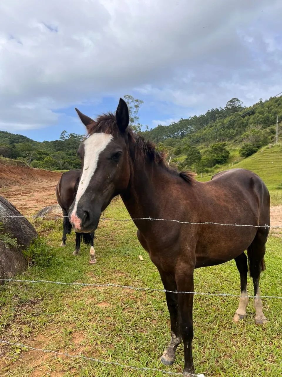 Égua e Potro - Foto 5