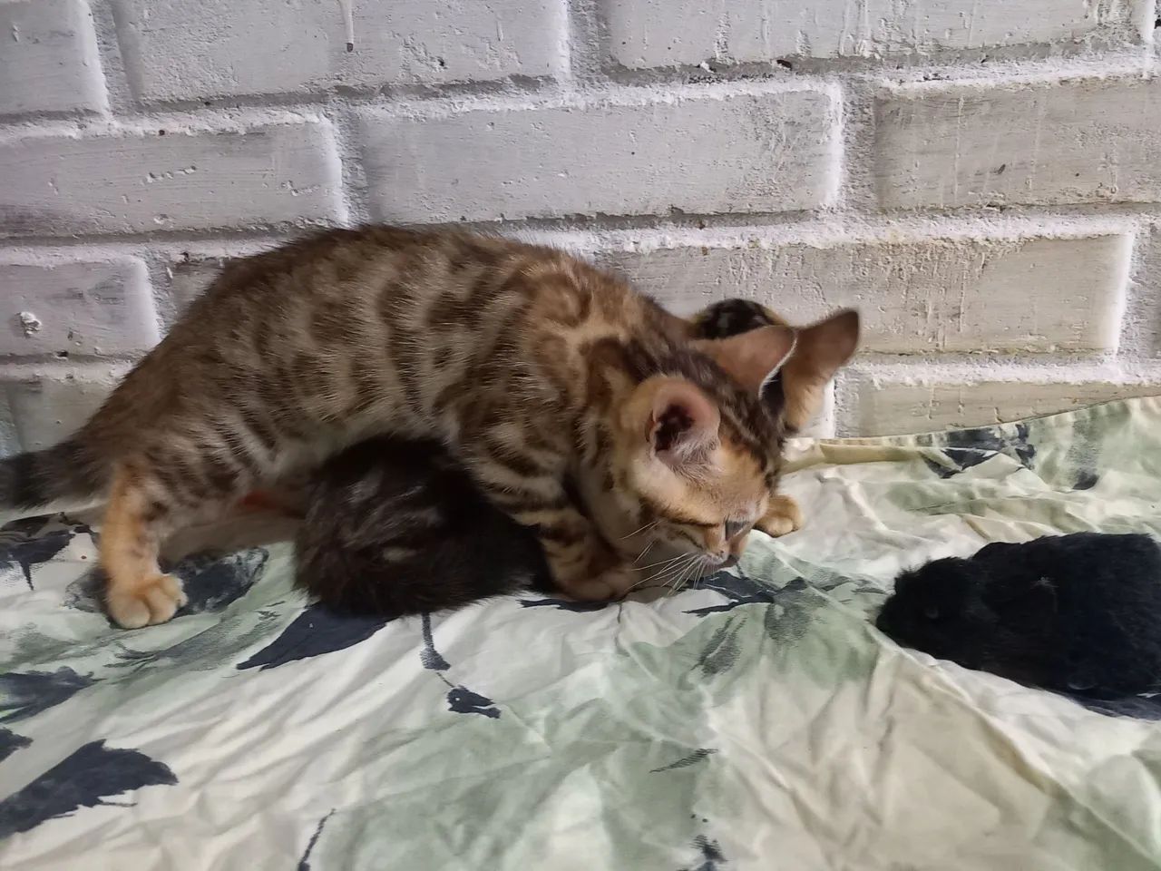 Gato BENGAL filhotes  - Foto 4