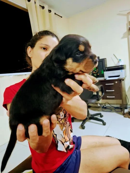 Filhotes de Rotweiller duas fêmeas disponíveis - Foto 3
