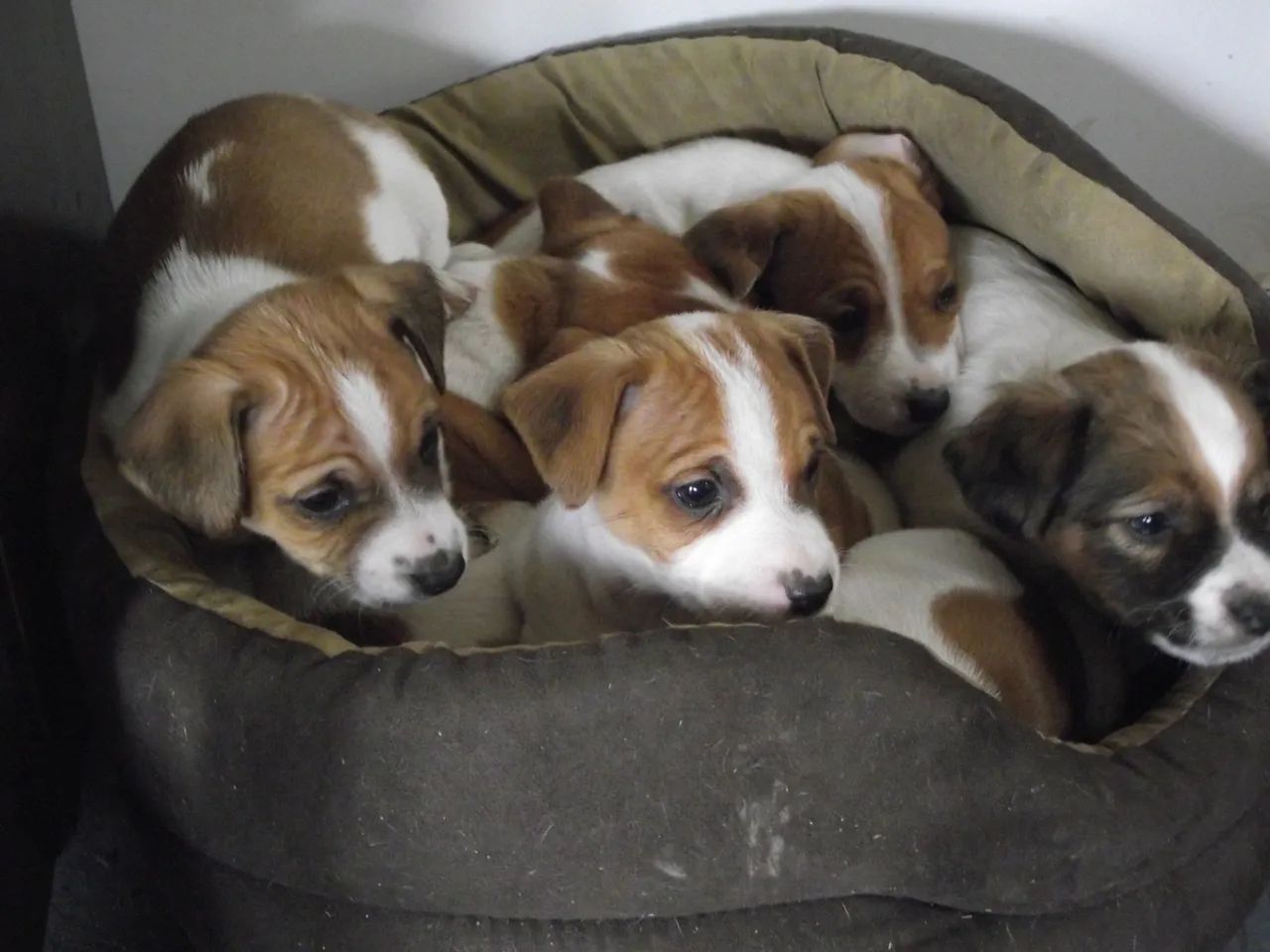 Fêmeas de Jack Russel bicolor 