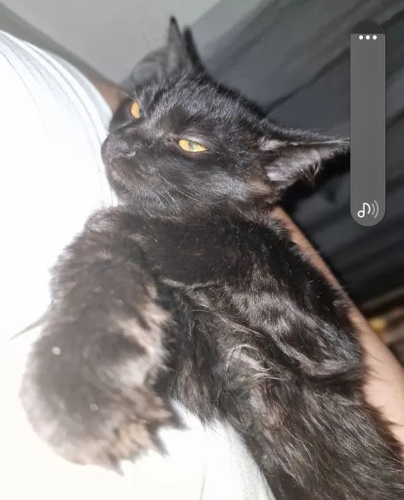 Adoção de gatinho (aproximadamente 5 meses) - Foto 2