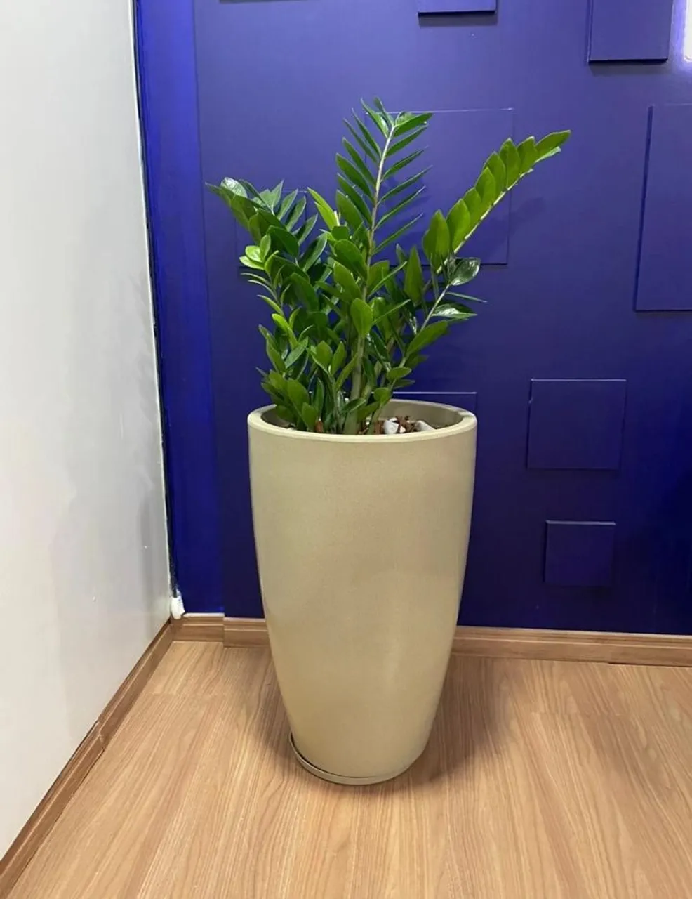 Vaso Decorativo com Planta Zemioucuca Planta Prosperidade