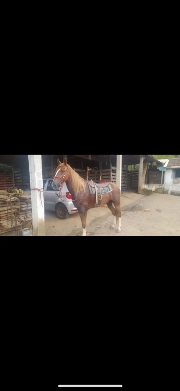 Cavalo mangalarga marchador
