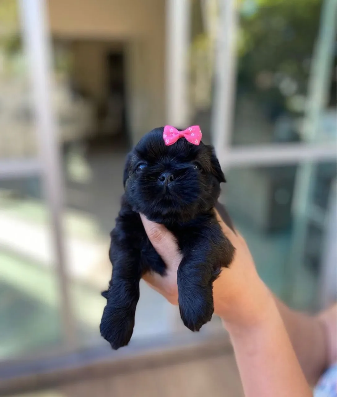 Filhote Shih Tzu Macho e fêmea - Pelúcia Negra!