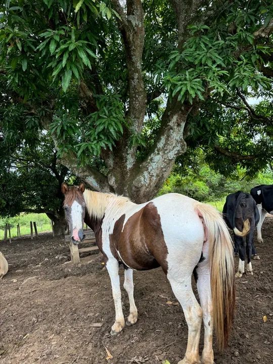 Égua boa no preço ! 