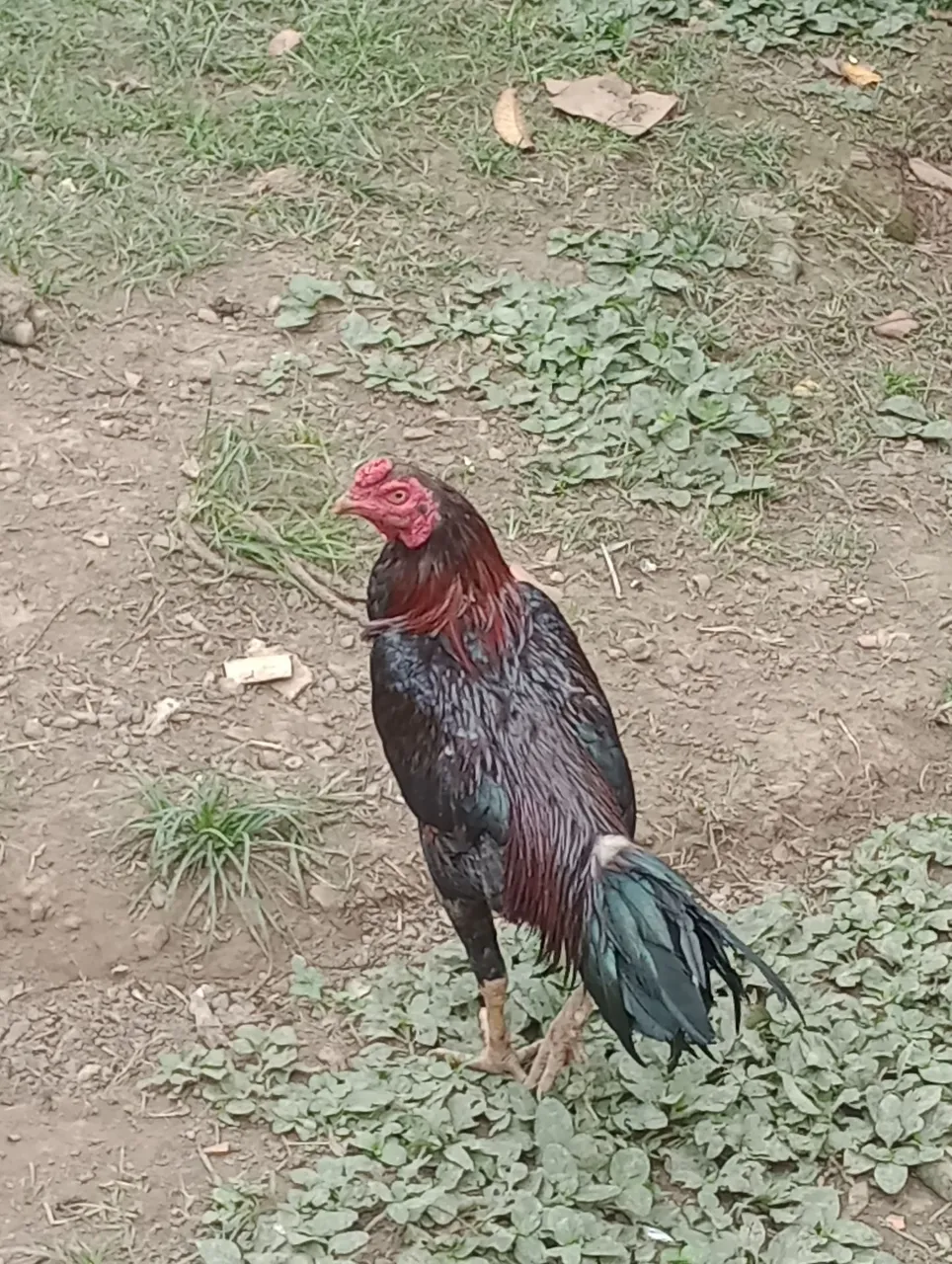 galo e galinha 