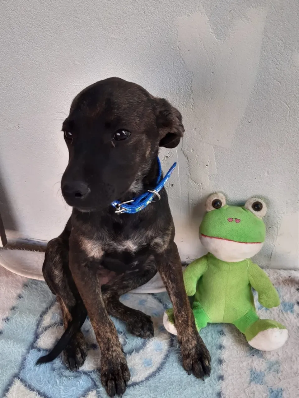 Cachorro filhote - Adoção responsável