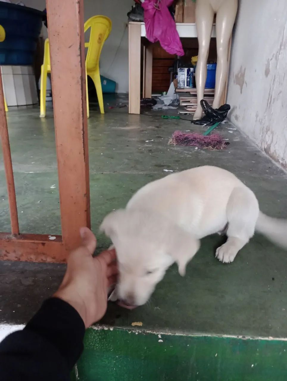 Filhote de cachorro branco - Foto 2