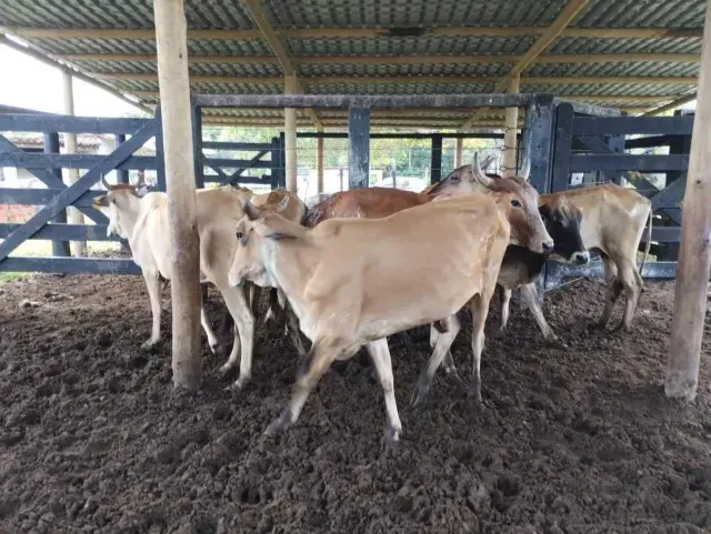 Vacas mestiças