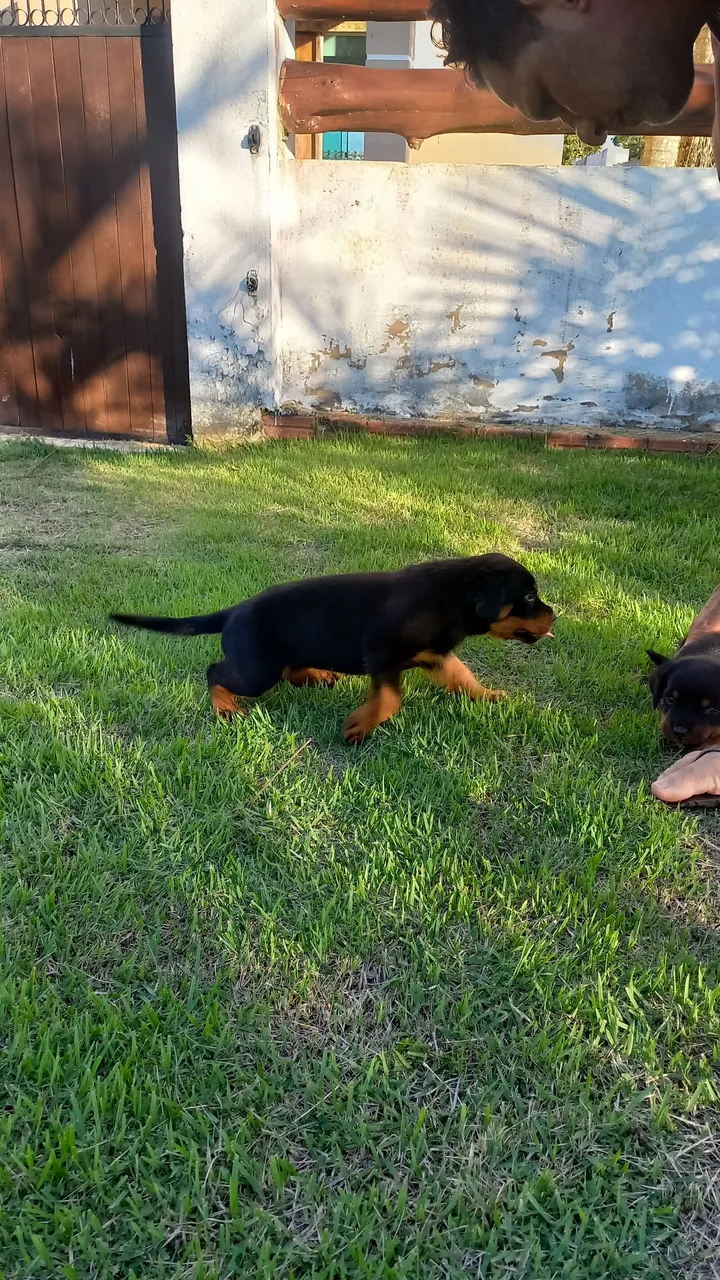 Filhotes Rottweiler fêmea
