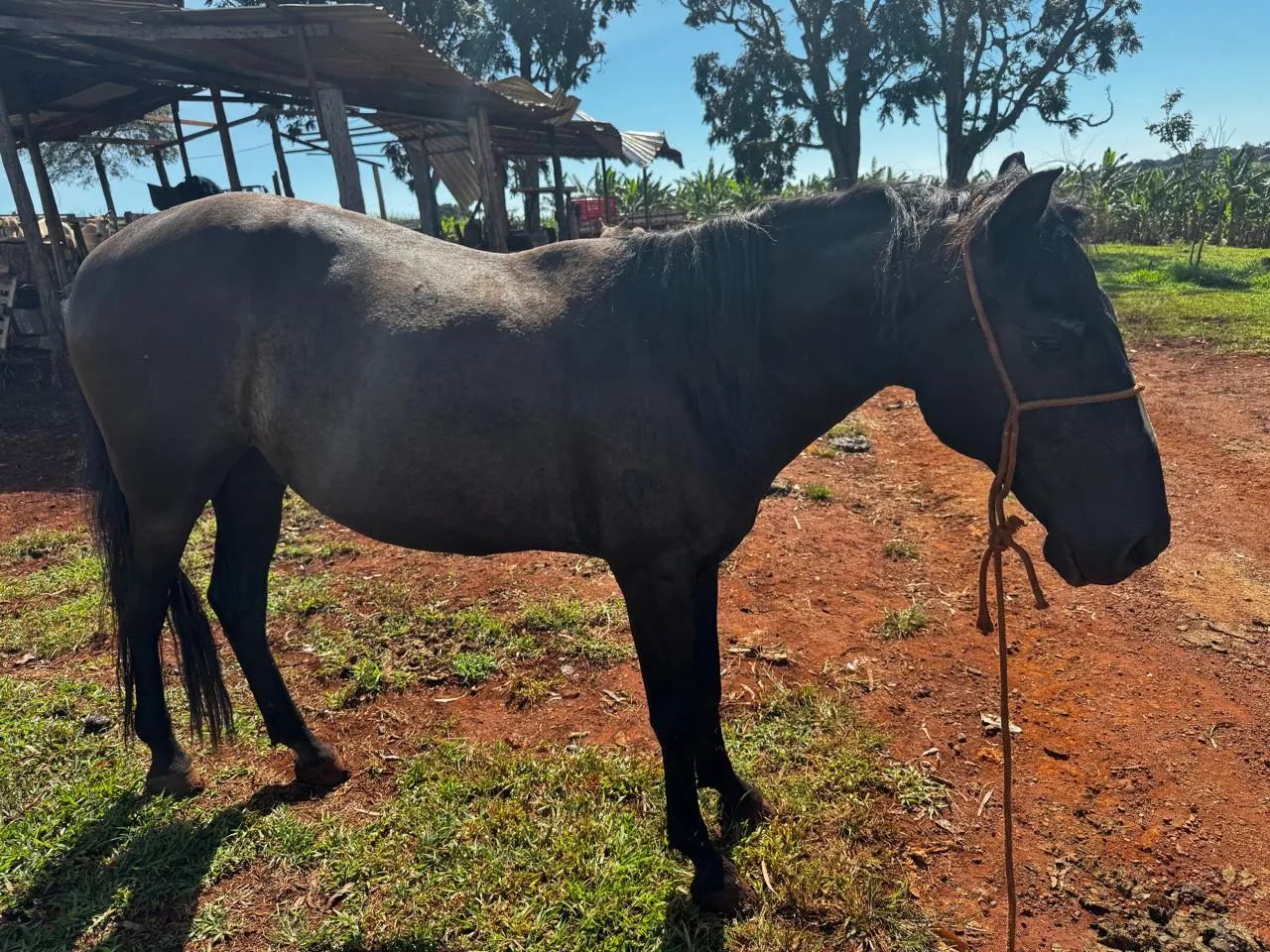 Cavalo Mangalarga Marchador - Foto 5