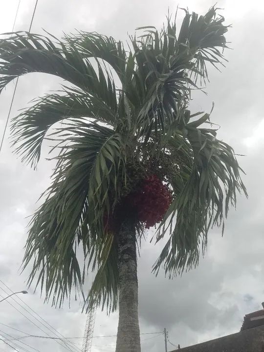 Mudas de Palmeira real - Foto 4