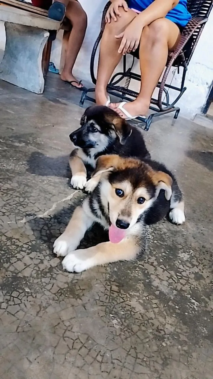 Dois filhotes de Husky Siberiano