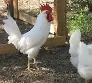 Legorn