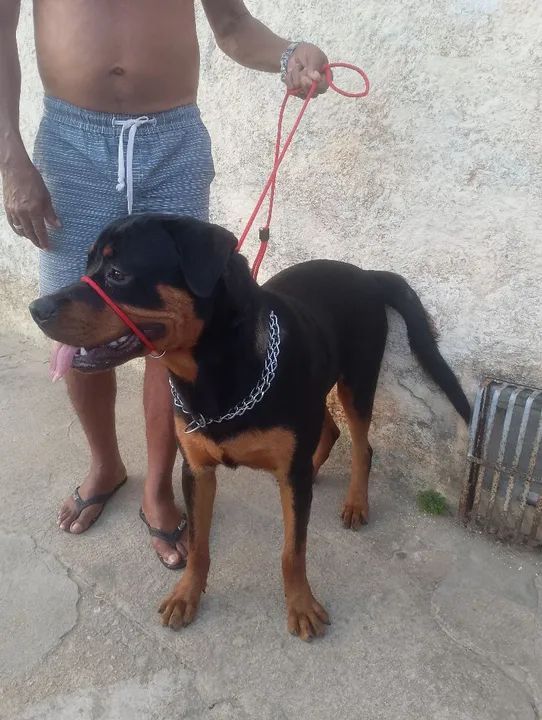Rottweiler Adulto para Adoção - Foto 4