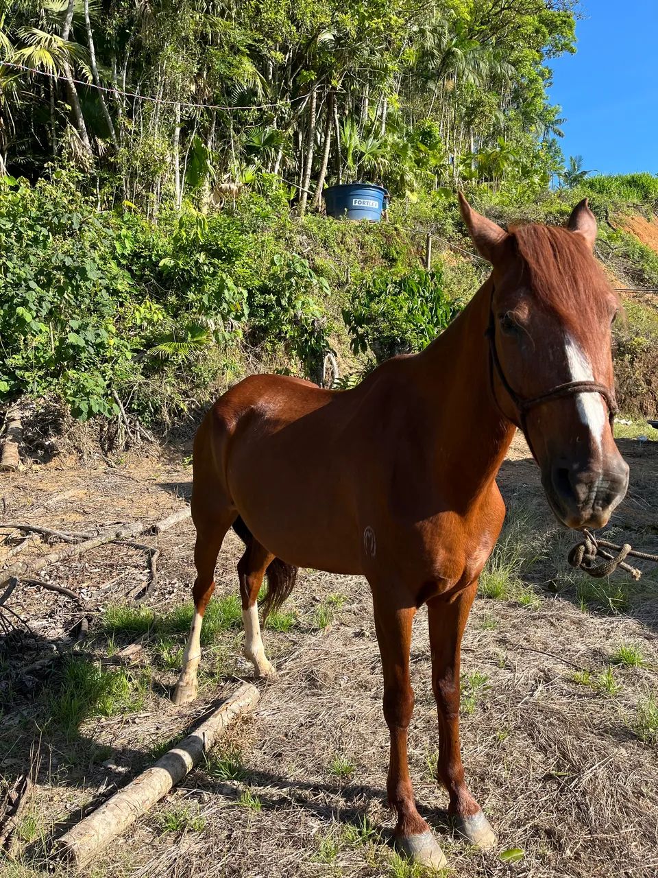 Cavalo mangalarga marchador  - Foto 3