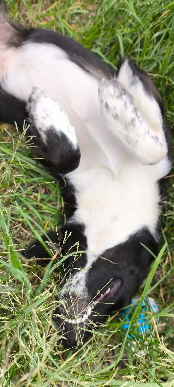 Golden Retriever Fofo e Carinhoso - Foto 3