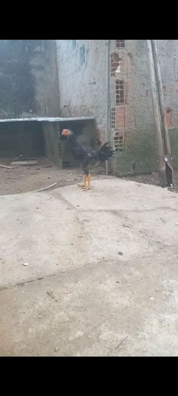Galos e galinha Caipira gigante próximos da formação - Animais para ...