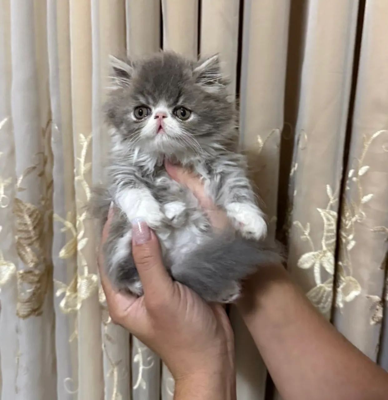 Filhote de Persa - Foto 4