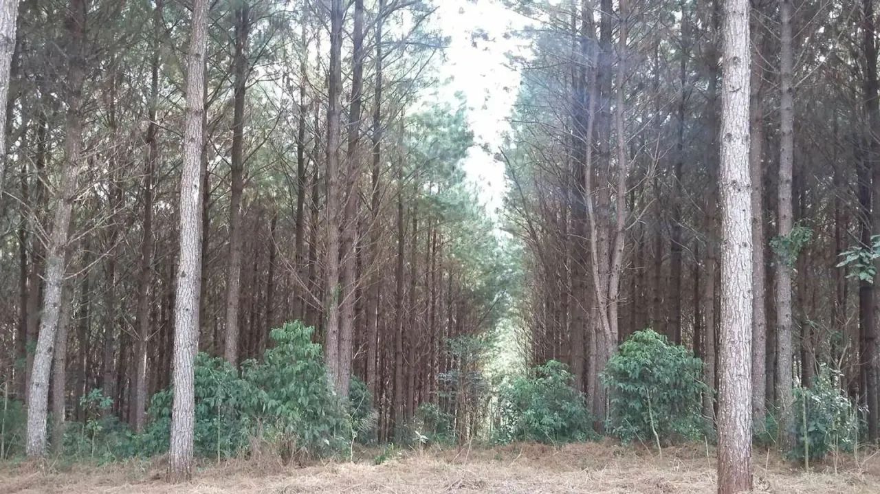 Chácara em Rua Boi Carreiro - Itaqui de Cima - Campo Largo/PR - Foto 13