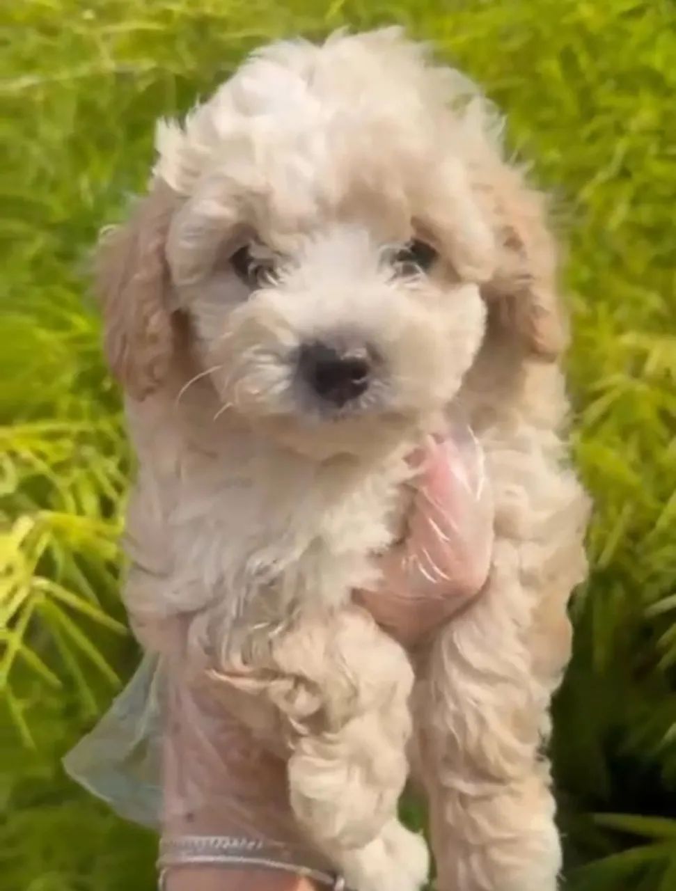 Poodle disponível - ideal para apartamentos!