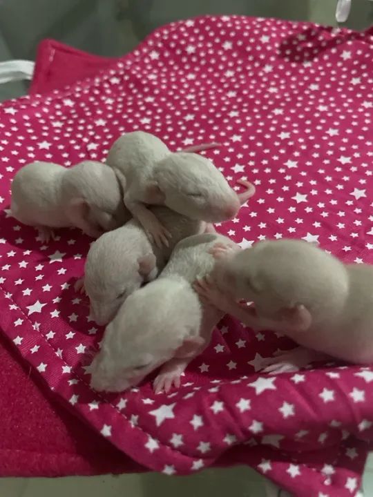 Rato Twister  - Foto 2