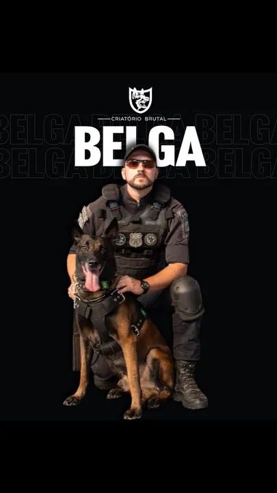 Filhotes de Pastor Malinois 