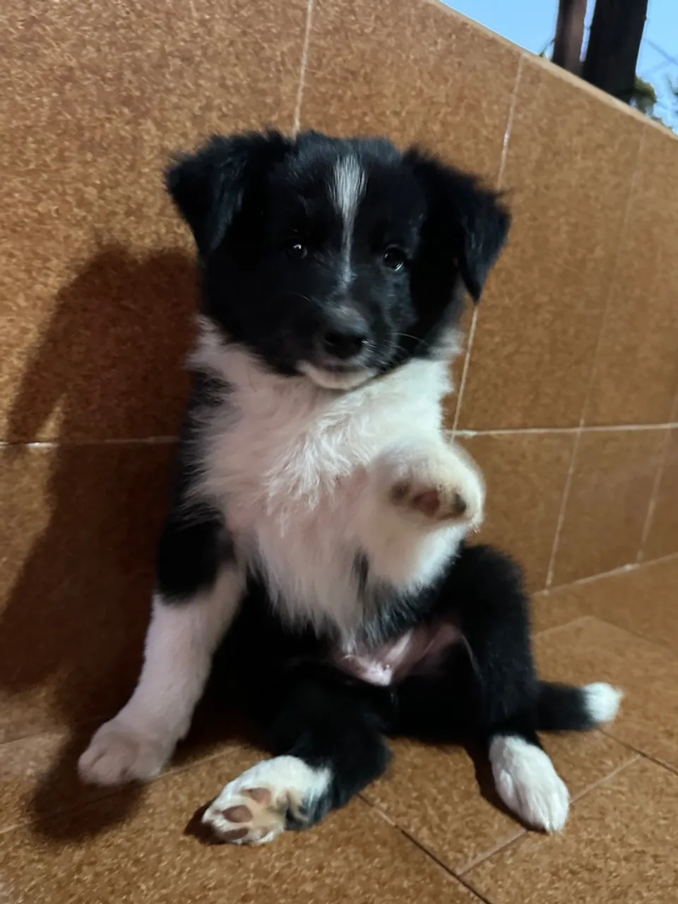 Filhotes Border Collie disponíveis Pedigree