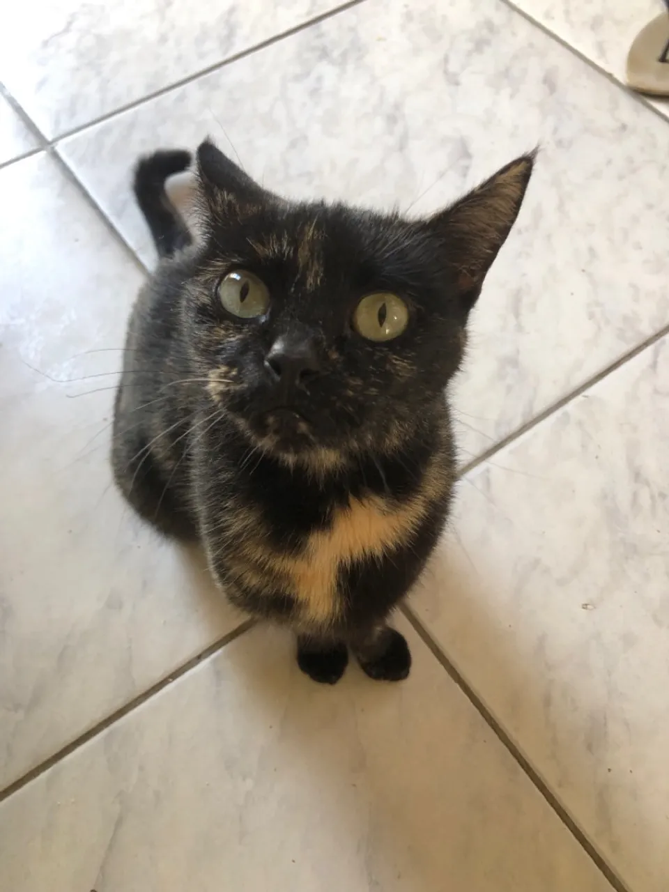 Gata para doação