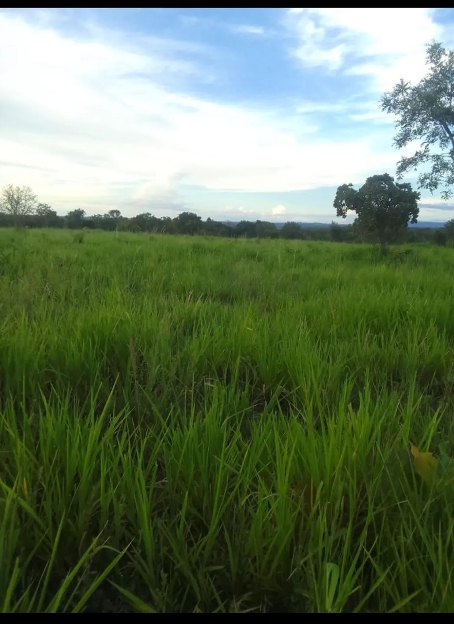 Fazenda em Taguatinga Tocantins  - Foto 2
