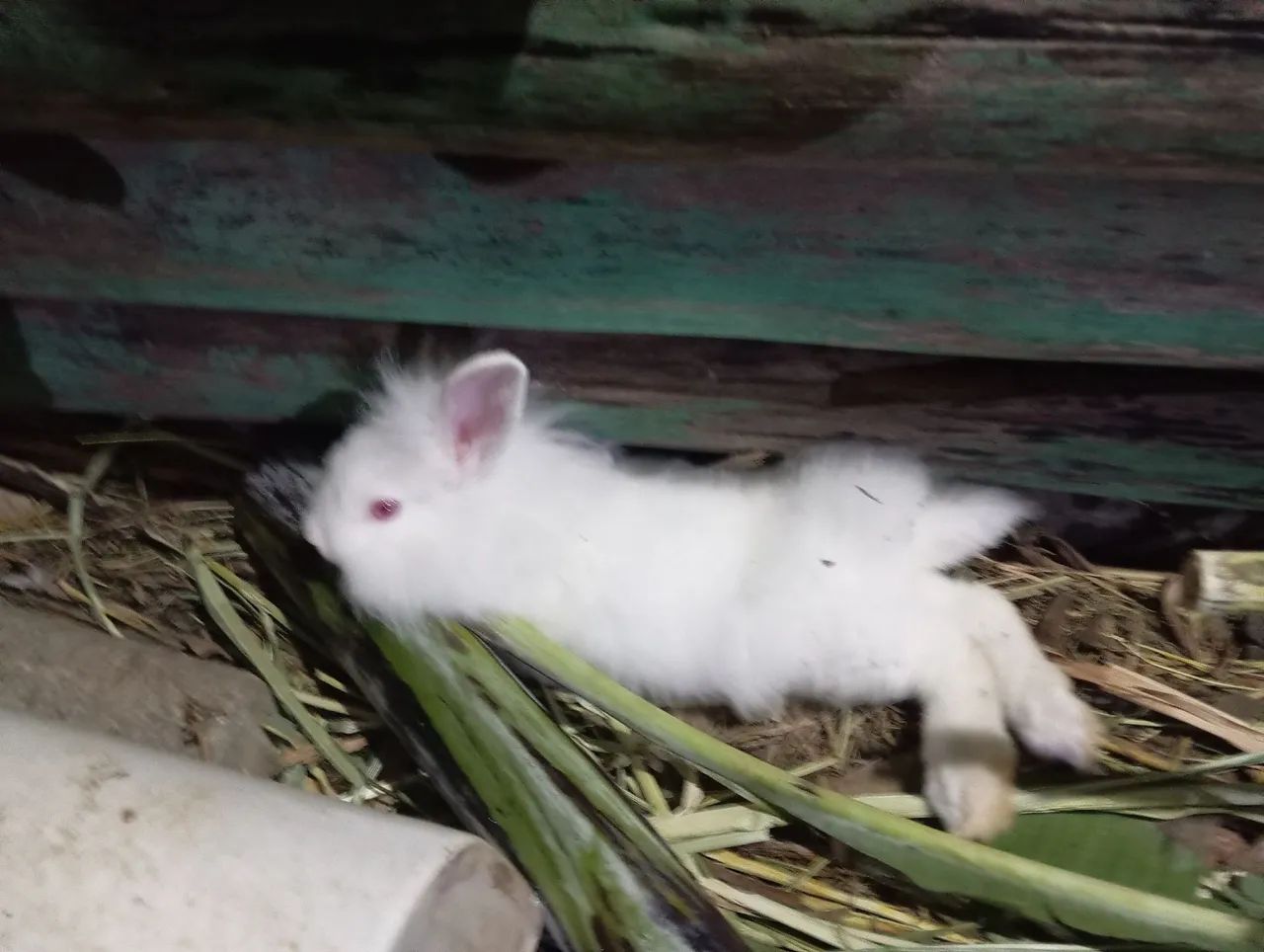 Lindos filhotes Head Lion - Foto 3