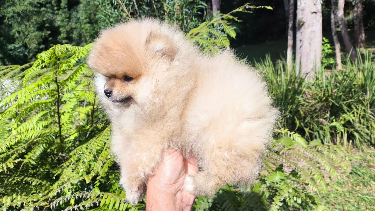 SPITZ ALEMÃO ANÃOZINHO lindos filhotes  - Foto 3