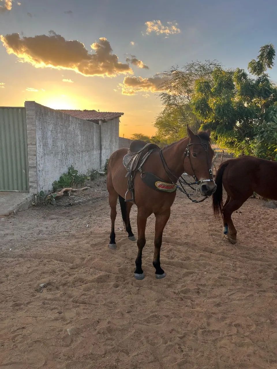 Cavalo de direita - Foto 3