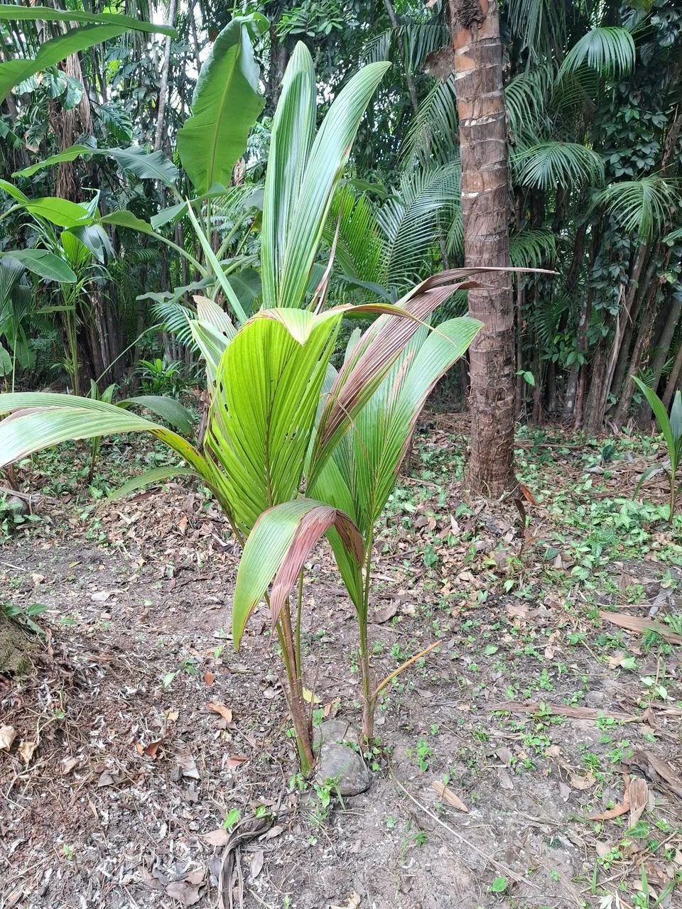 Muda de coqueiro coco gigante  - Foto 5