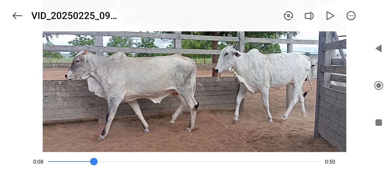 Vacas, novilhas e bezerros e bezerras a venda - Foto 2