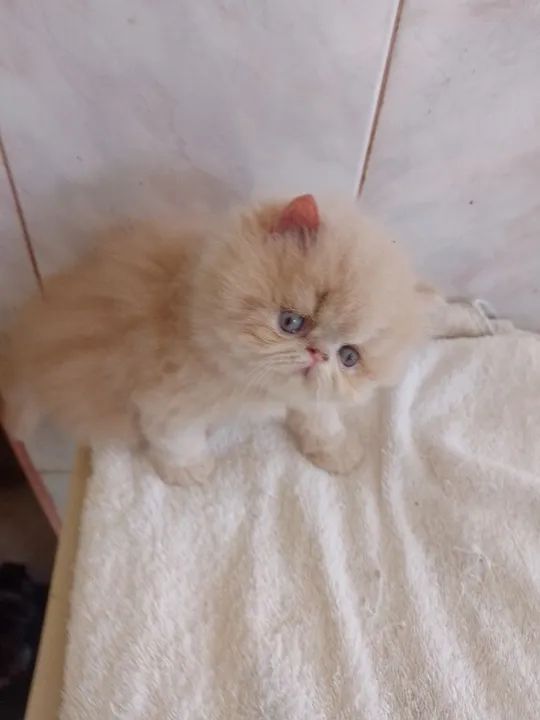 Gatinho persa disponívvendel pra reserva  - Foto 3