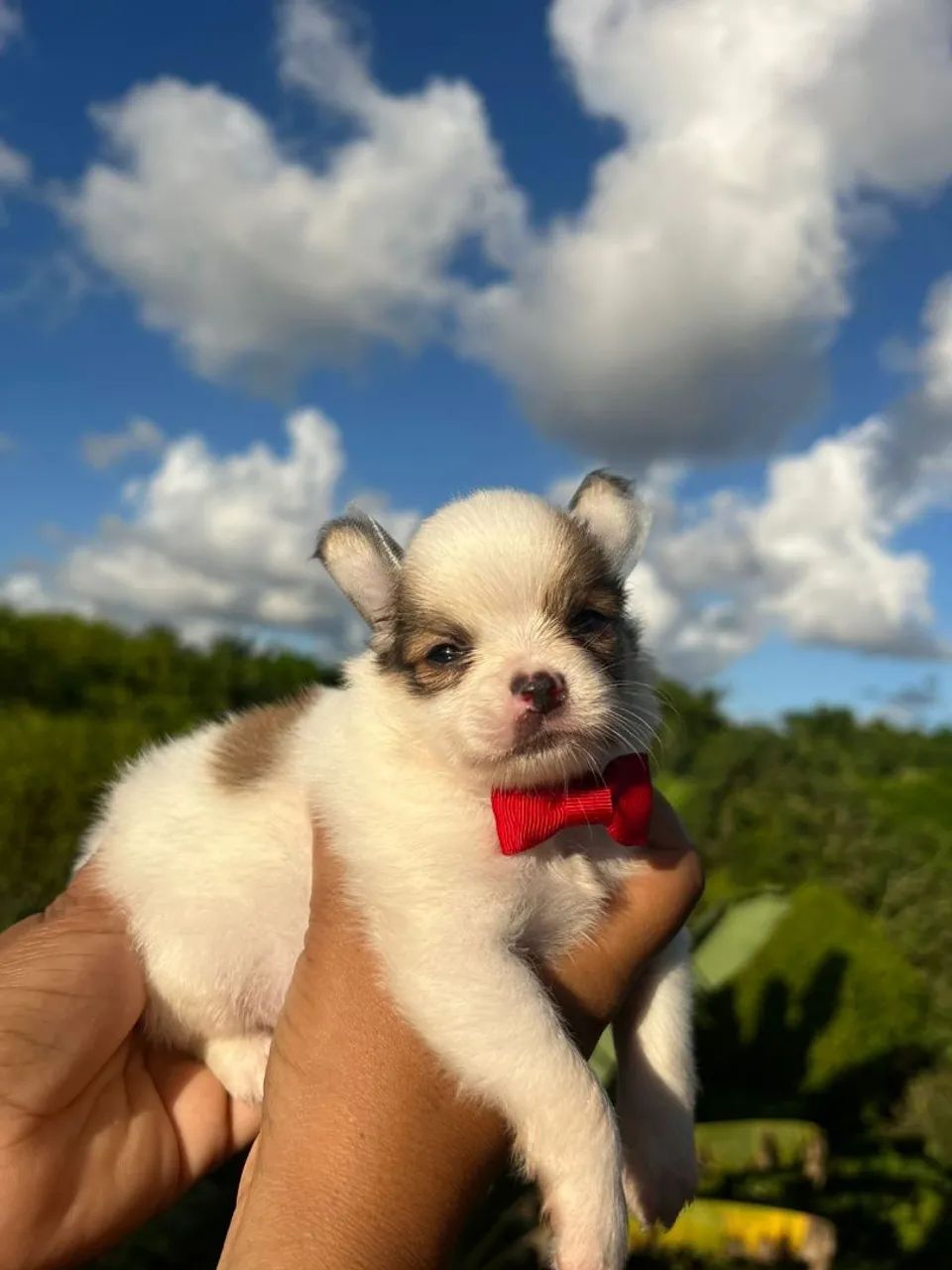 Filhote de Chihuahua pelo longo