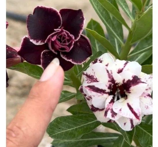 Rosa do deserto: mutante(envio pelo site) - Foto 4