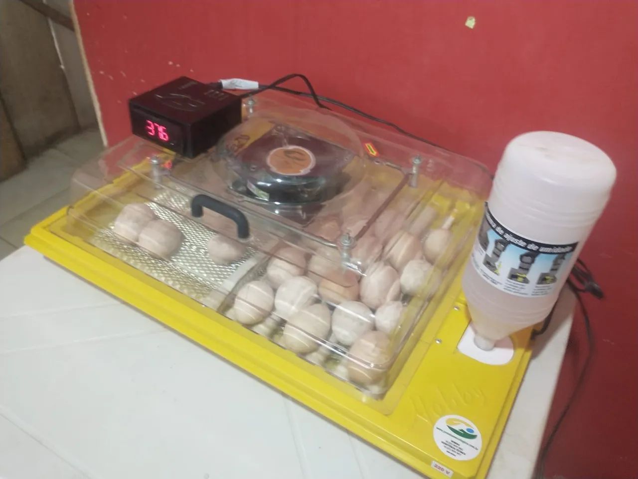 Chocadeira Premium Ecológica 48 ovos - Foto 3