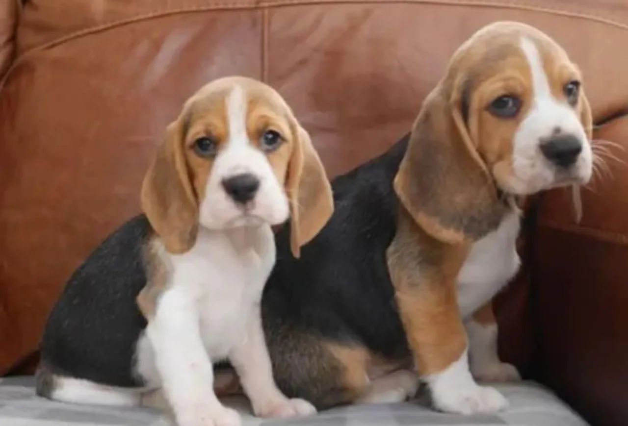 Filhotes de Beagle  - Foto 3