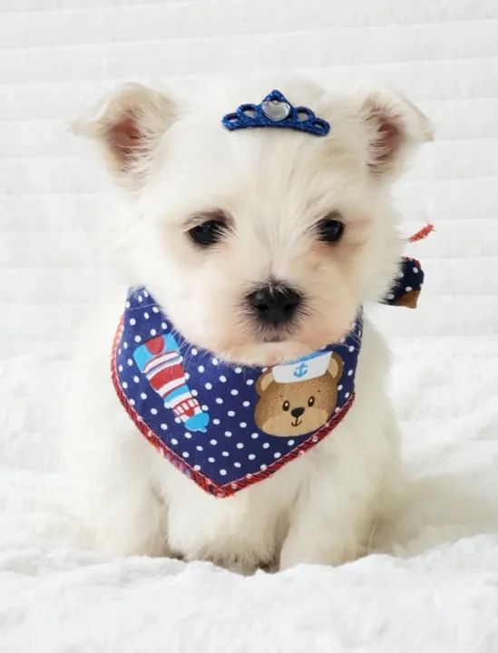 maltes mini disponivel - Foto 4